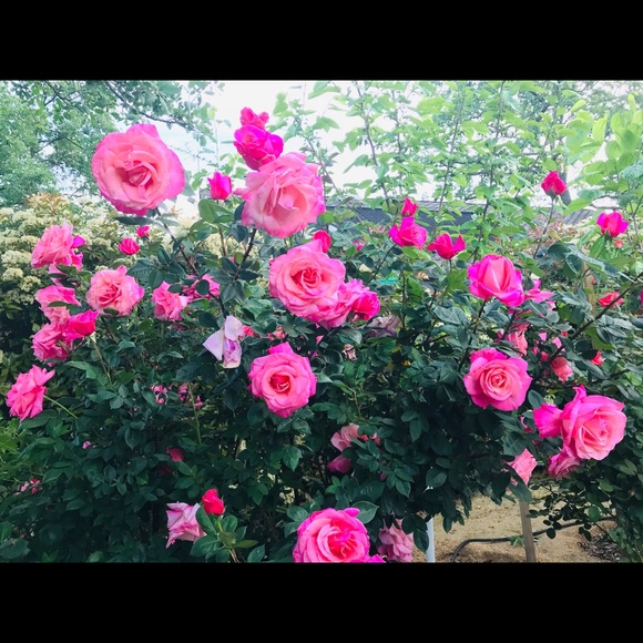 jun_e